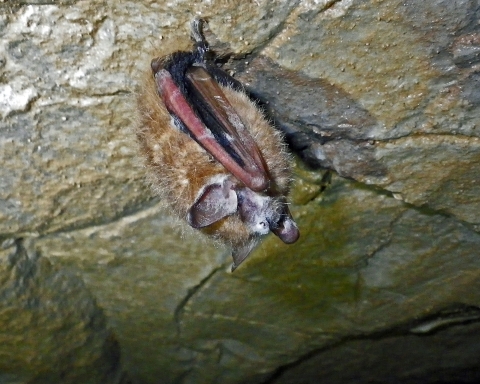 A golden-brown bat hangs from the top of a cave. Thick white fungus grows around its muzzle. 