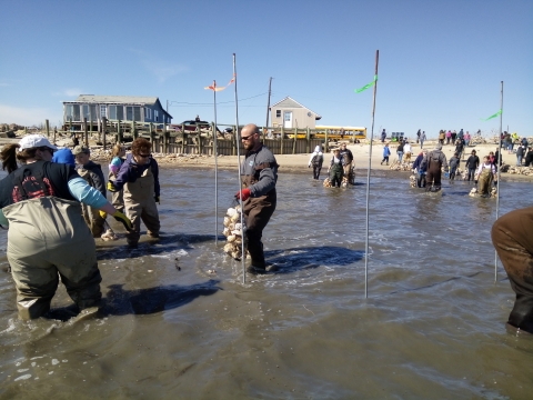 Large groups of people dressed in warm clothing and waders gather on a beach. Some walk into the surf carrying bags of shells.