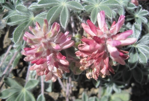red and white petals on silvery green leaves
