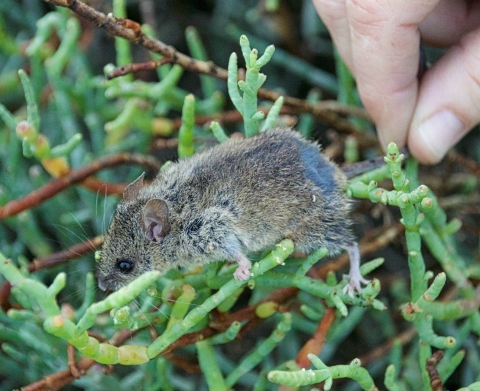 A small grey and brown mouse crawls across thick, needle-like leaves. 