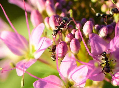 Black ants with red limbs and antennae crawl along the buds of a bright pink flower. 