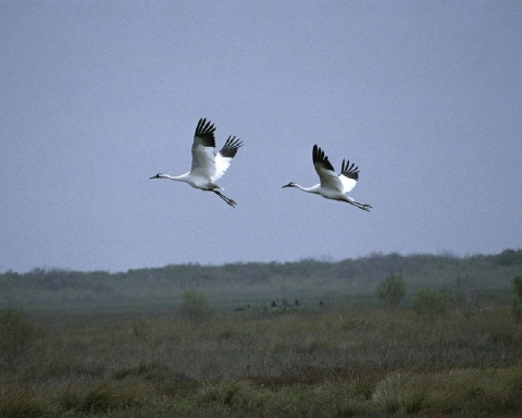 Whooping Cranes at Aransas National Wildlife Refuge