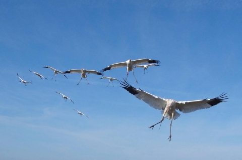 Whooping cranes in flight