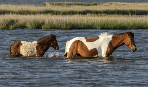 A wild pony and foal walk through water in a marsh at Assateague National Seashore.