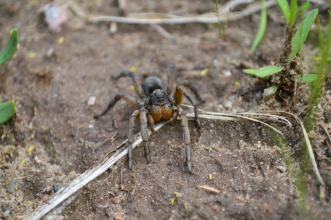 A large brown spider with bright, round eyes stares into the camera. 