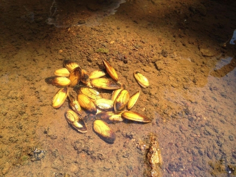 A small pile of bright golden mussels partially buried in the silk of a river bed.