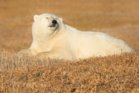 Polar bear relaxing in sunshine