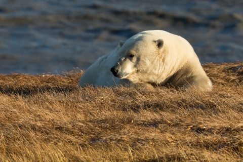 Polar bear resting in sunshine
