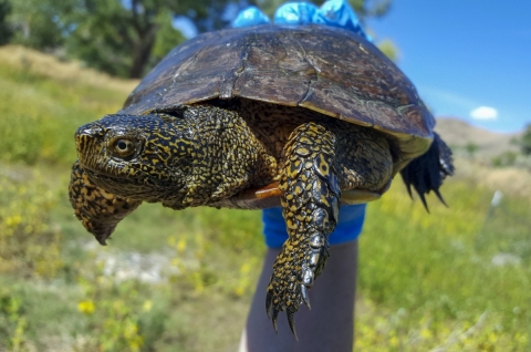 A western pond turtle being held in a gloved hand