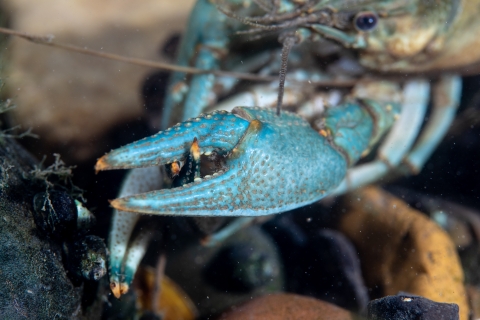 Rusty crayfish
