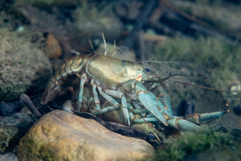 Rusty crayfish