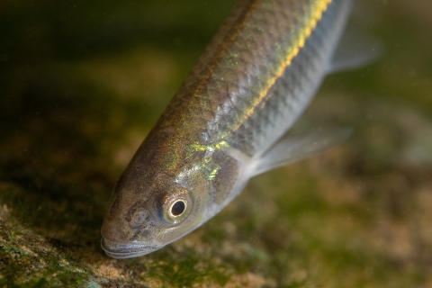 Spotfin shiner