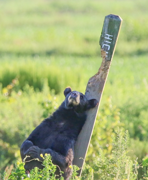 Black bear pushing up against a leaning heavily chewed and scratched wooden road sign