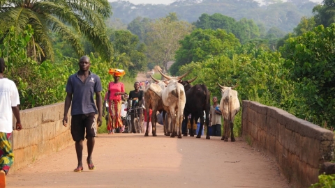 A group of people walk across a stone bridge, while cattle with thick horns pass, heading in the other direction. One woman carries a bundle on her head, and in the background there's lush greenery. 