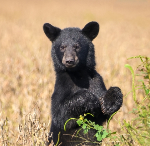 Black bear cub standing on hind legs in a brown mowed field