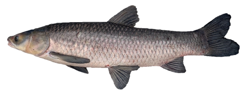 Photo of a black carp with white background