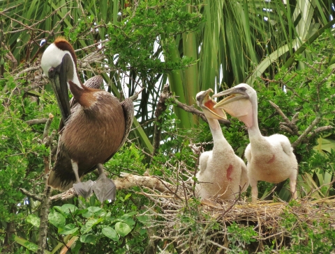 A brown pelican watches over two baby birds in their nest.