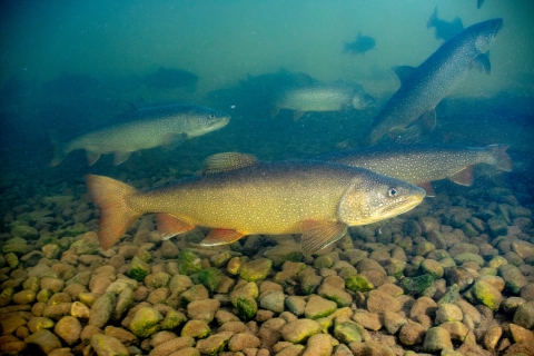 Lake trout