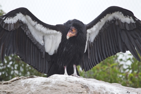 A large black bird with white strips on its large wingspan stands on top of a gray and white boulder.