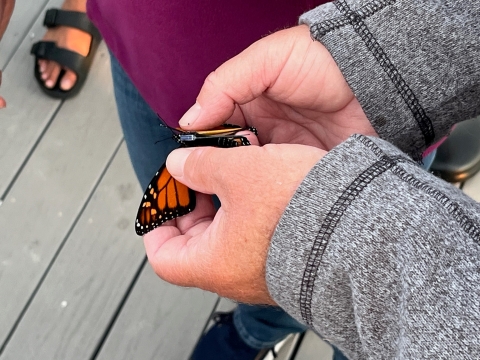 A person holds a monarch butterfly fitted with a small tracking device