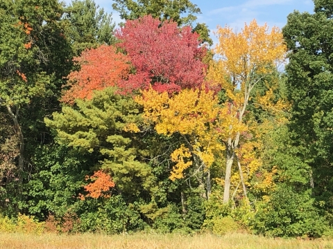 Photo of fall foliage, colorful trees in new england.