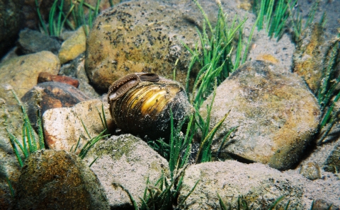 Freshwater mussel near Lake Quinault. The mussel is underwater near rocks and green vegetation.