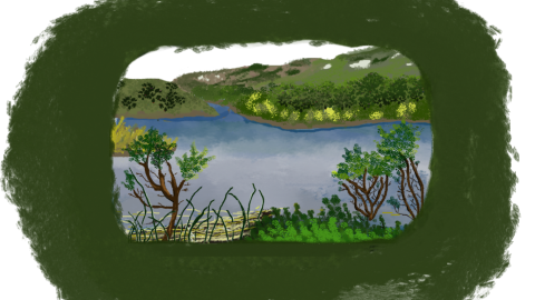 Drawing of western pond turtle habitat. Drawing depicts pond with plants 