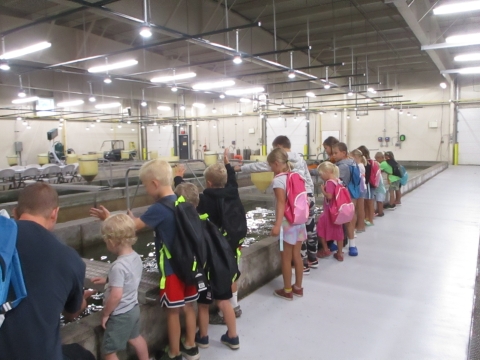 Kids are feeding the trout as part of an activity at camp