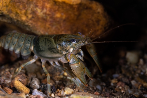 Big Creek crayfish