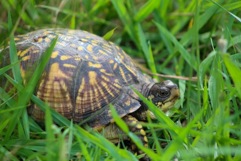 Eastern box turtle