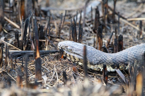 Water snake making its way along the ground