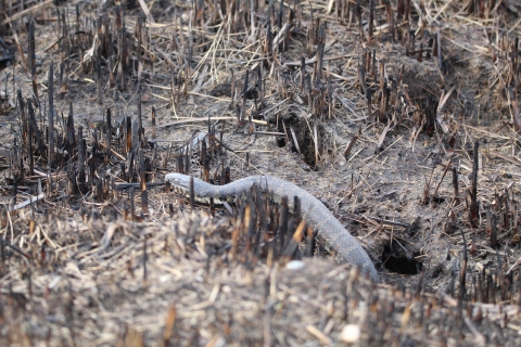 Water snake slithering through the grass