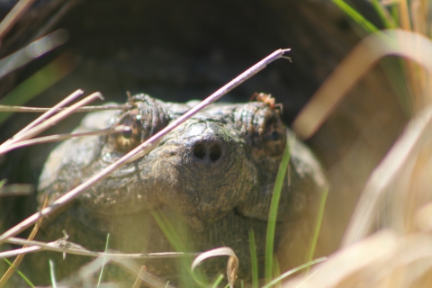 Close-up of snapping turtle