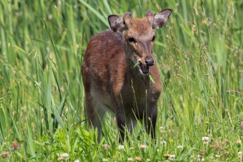 Sika deer munching on grass