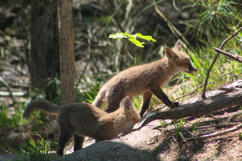 Young red fox digging in burrow