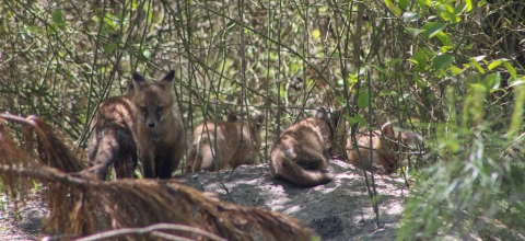Young fox kits shading themselves