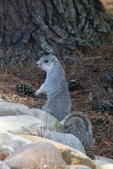 Delmarva peninsula fox squirrel