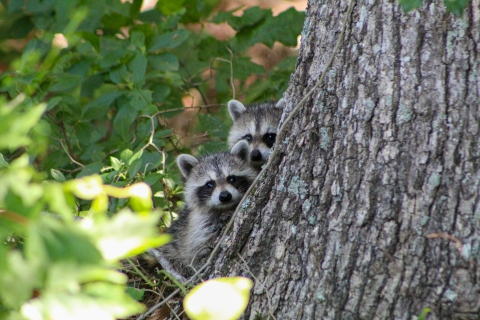 Two young raccoons peeking around trunk of tree