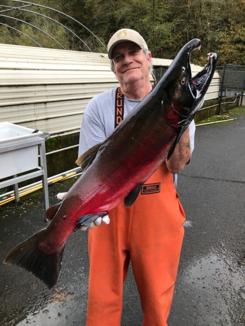 A man wearing a gray t shirt and orange waders and a ball cap smiles while holding up a large fish.