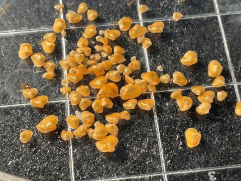 Orange juvenile Appalachian monkeyface on petri dish