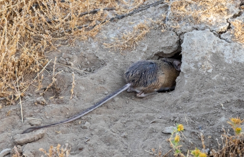 a kangaroo rat entering a burrow in the dry, cracked earth 