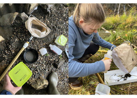 Two photos -- Left: A kick net and several yellow and white containers lay across the gravel ground, these tools used to collect macroinvertebrates from Cripple Creek. Right: Maggie House, in a blue sweatshirt, squats on the banks of Cripple Creek as she identifies macroinvertebrates caught in her kick net.