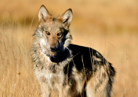 A Mexican wolf looks forward in a field of grass