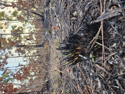 New growth emerging from prescribed burn with pine and palm trees in background.