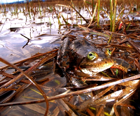 An Oregon spotted frog at Conboy Lake National Wildlife Refuge. The frog is in shallow water and looking towards the camera.
