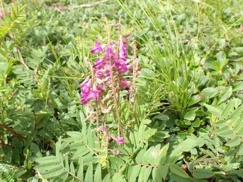 A legume with numerous magenta flowers and pinnate leaves.