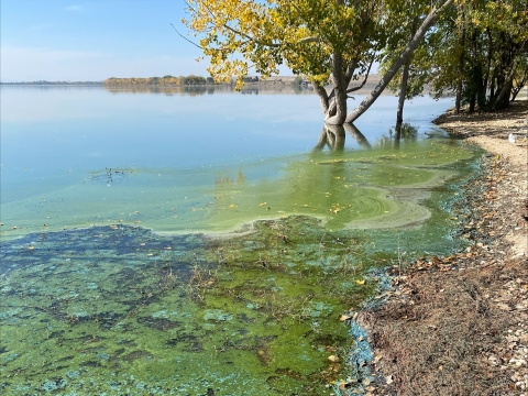 Shoreline of lake with swirls of green in water and blue along shore. Trees are growing from the water nearby and along a distant shoreline.