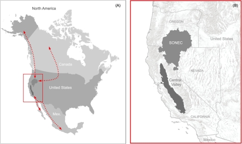 Map showing North America with the SONEC region identified and lines pointing to the Pacific Flyway route birds will take in this area