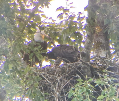 A bald eagle and foster eaglet in a nest in a tree