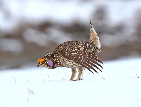 Sharp-Tailed Grouse